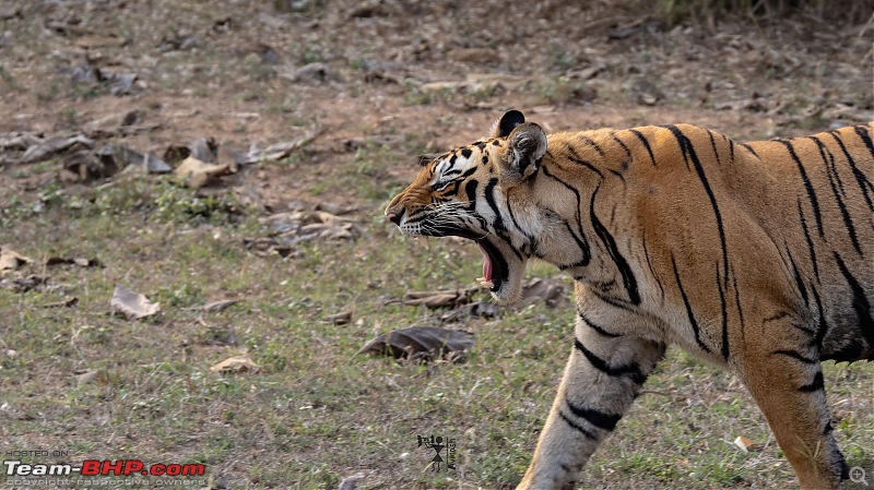 TheRedSparkle Story: T for Tadoba, T for Tigers!-img_4465.jpeg
