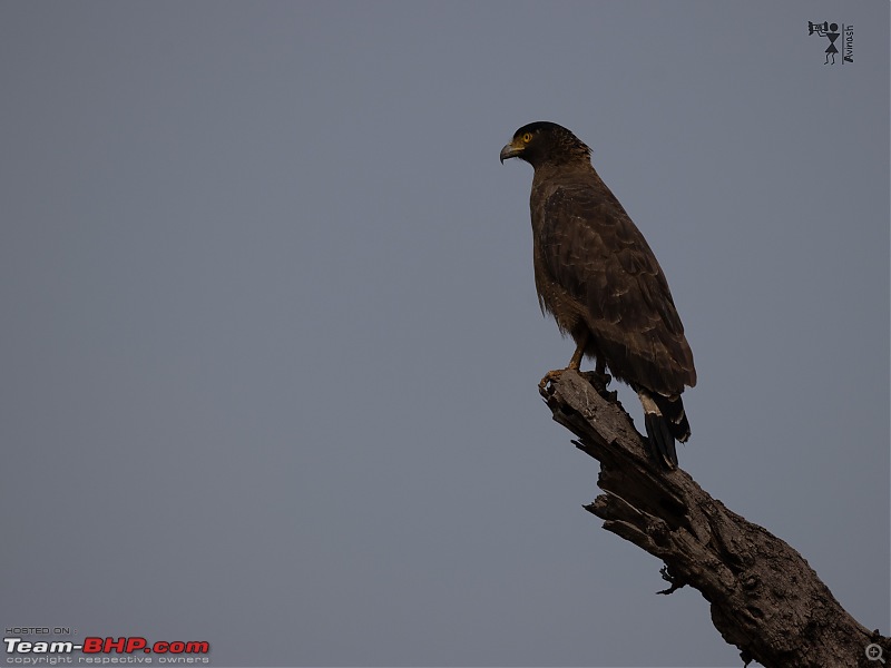 TheRedSparkle Story: T for Tadoba, T for Tigers!-img_4480.jpeg