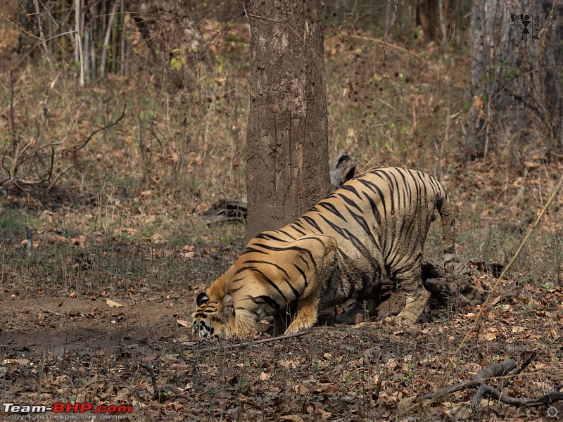 TheRedSparkle Story: T for Tadoba, T for Tigers!-img_4481.jpeg