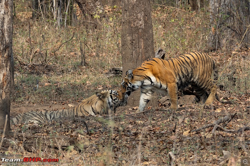 TheRedSparkle Story: T for Tadoba, T for Tigers!-img_4485.jpeg