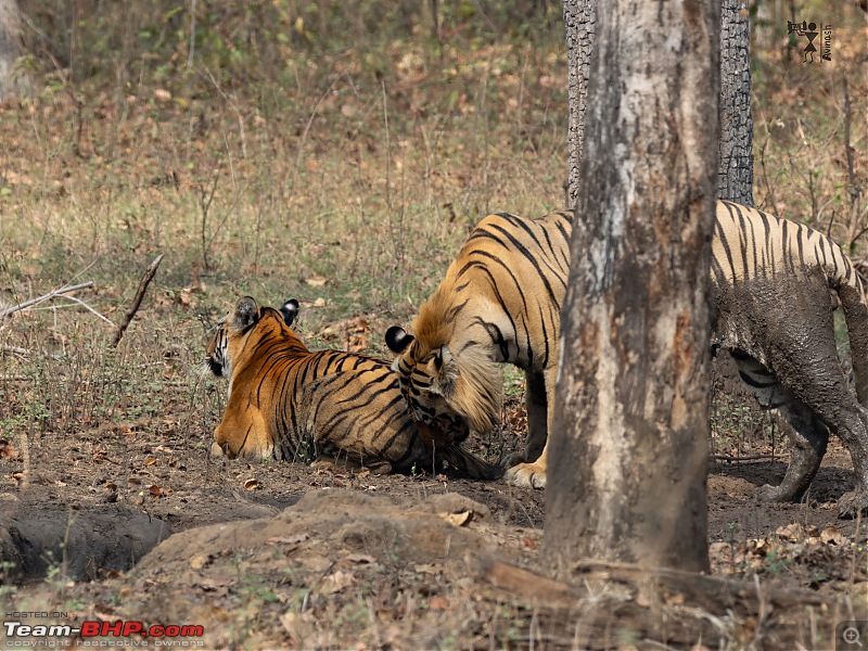 TheRedSparkle Story: T for Tadoba, T for Tigers!-img_4496.jpeg