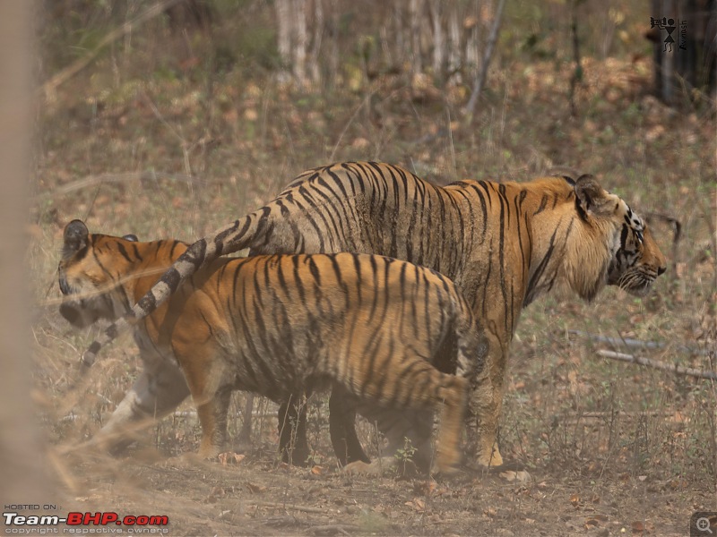 TheRedSparkle Story: T for Tadoba, T for Tigers!-img_4499.jpeg