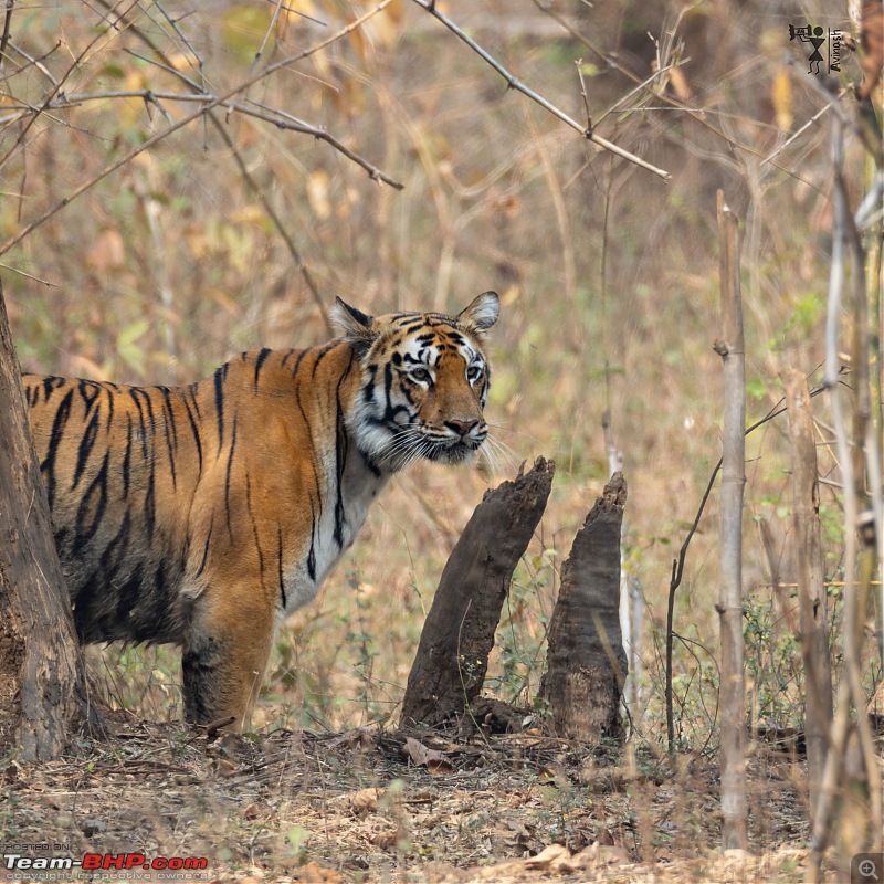 TheRedSparkle Story: T for Tadoba, T for Tigers!-img_4504.jpeg