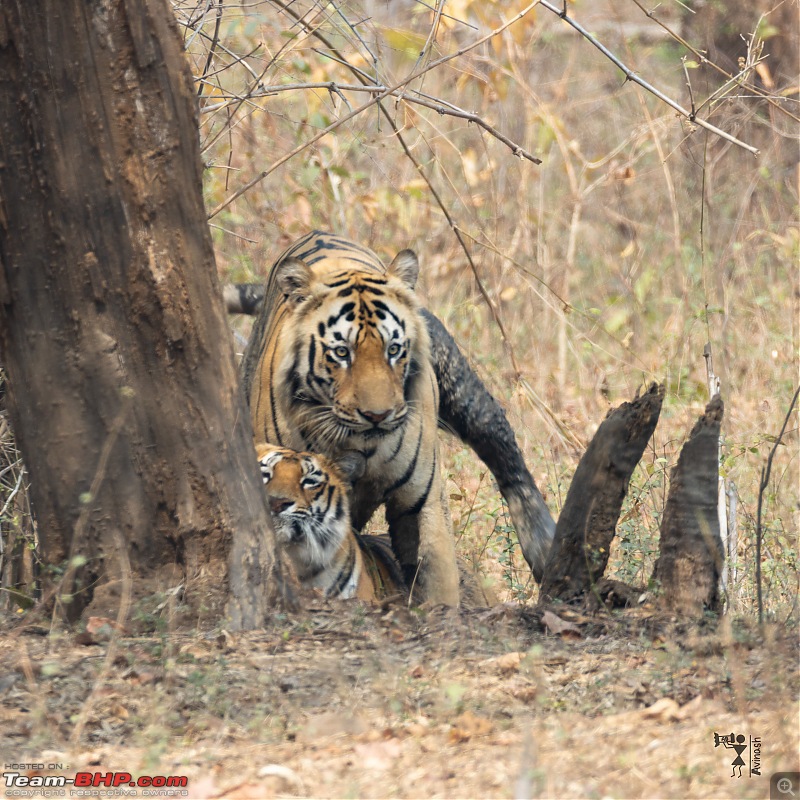 TheRedSparkle Story: T for Tadoba, T for Tigers!-img_4506.jpeg