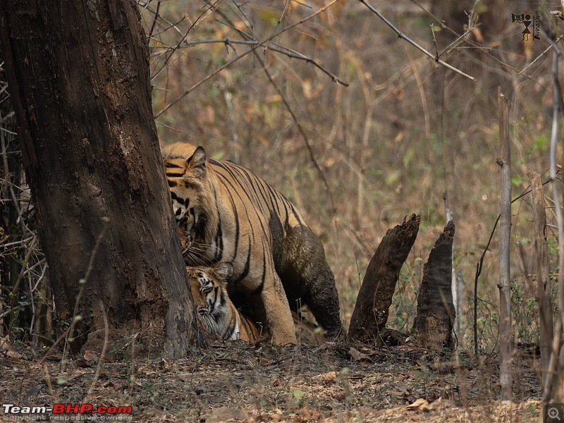 TheRedSparkle Story: T for Tadoba, T for Tigers!-img_4507.jpeg