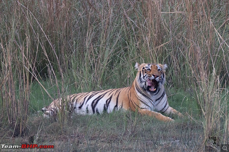 TheRedSparkle Story: T for Tadoba, T for Tigers!-img_4521.jpeg