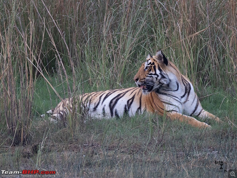 TheRedSparkle Story: T for Tadoba, T for Tigers!-img_4523.jpeg