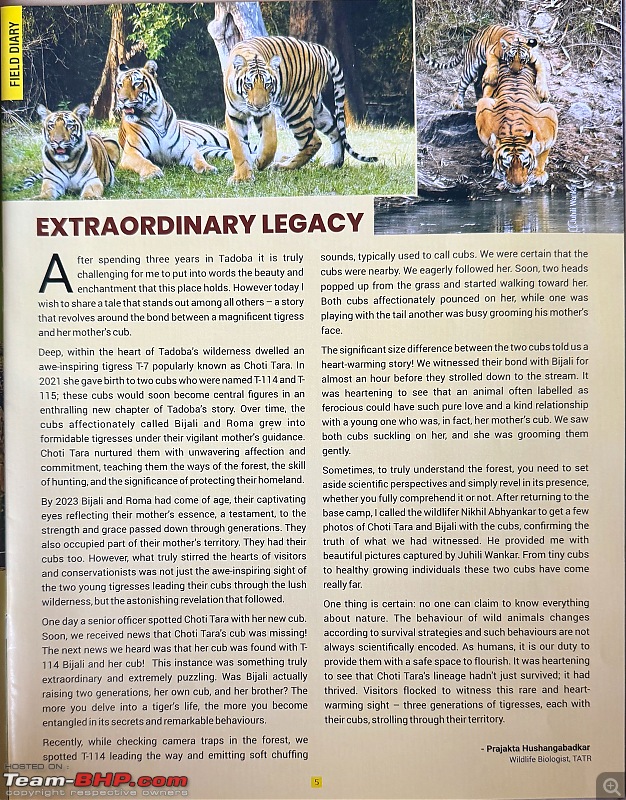 TheRedSparkle Story: T for Tadoba, T for Tigers!-bijli.jpeg