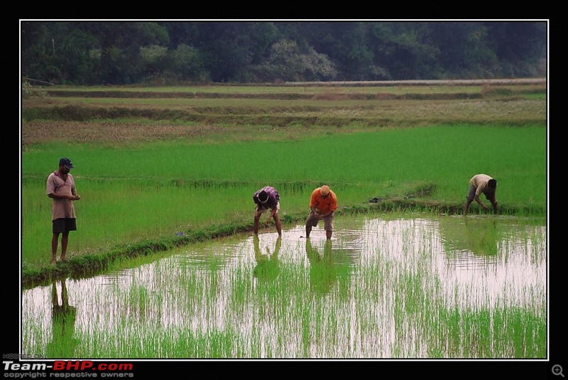 My sojourn:Theerthahalli-Kuppali-Agumbe-Kundapur-Karkala-Mlr-Bekal-Muzhappilangad-16.jpg