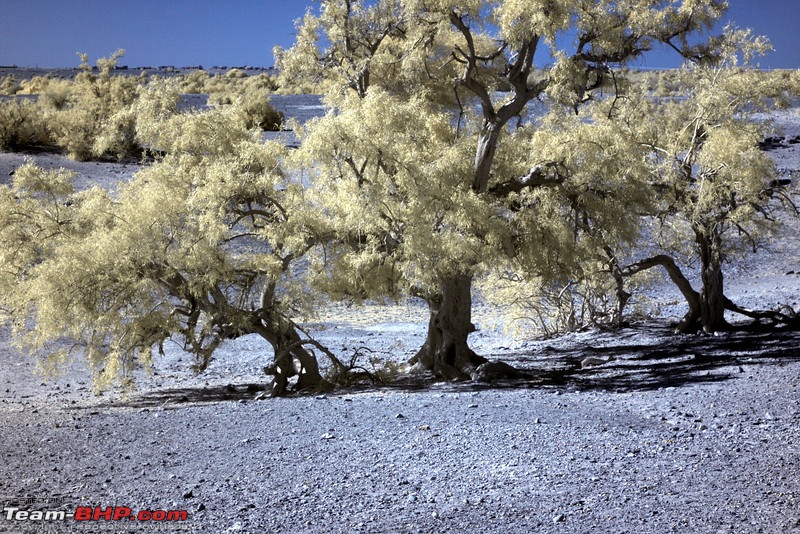 Tales from the golden dunes and the white flats-756347099_7uq9ml.jpg