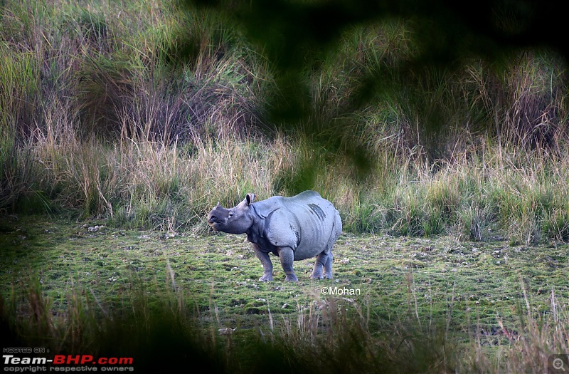 East Arunachal & West Meghalaya | 8000 km road-trip to the North East-rhino1.jpg