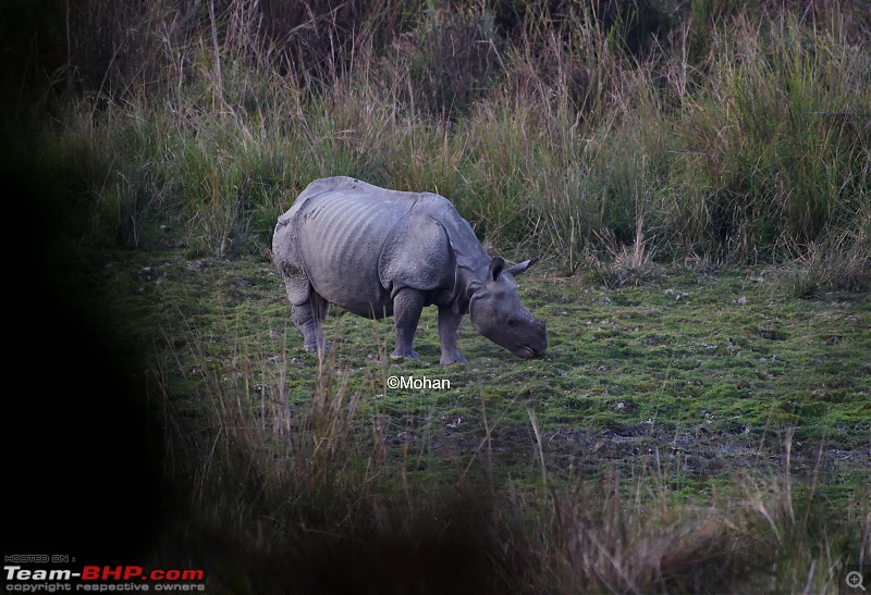 East Arunachal & West Meghalaya | 8000 km road-trip to the North East-rhino2.jpg