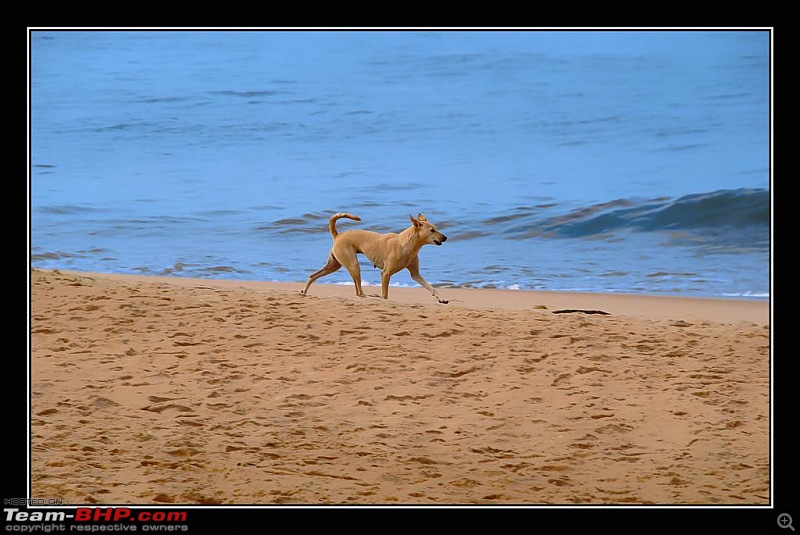 My sojourn:Theerthahalli-Kuppali-Agumbe-Kundapur-Karkala-Mlr-Bekal-Muzhappilangad-5-large.jpg