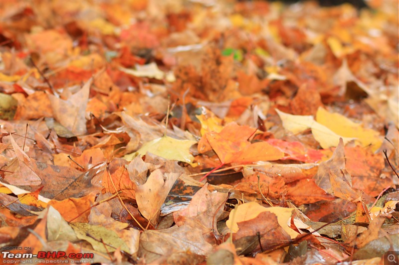 Niagara, New Jersey and New York-fallen-leaves.jpg