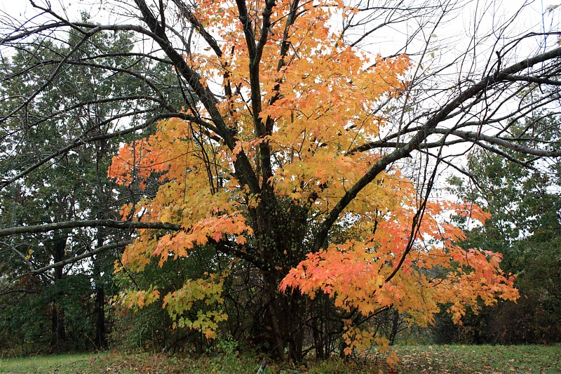 Niagara, New Jersey and New York-tree.jpg