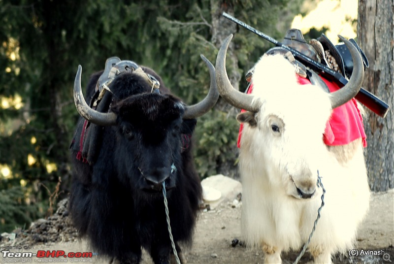 Himachal Pradesh : "The Great Hunt for Snowfall" but found just snow-dsc_0044.jpg