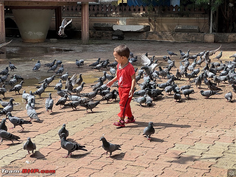 Drive to the world's largest statue | Statue of Unity-sudama-pigeons.jpg