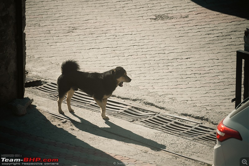 Manali | A runny nose, nostalgia and data loss-dsc_0629.jpg
