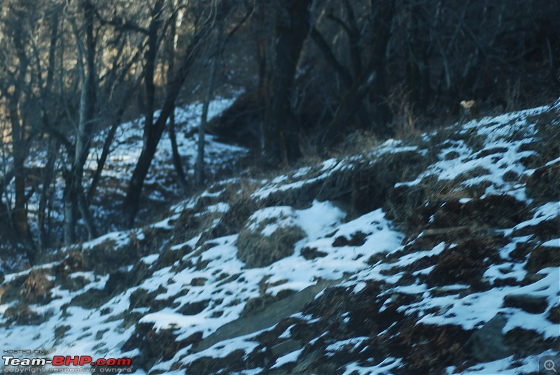 Himachal Pradesh : "The Great Hunt for Snowfall" but found just snow-dsc_0953.jpg