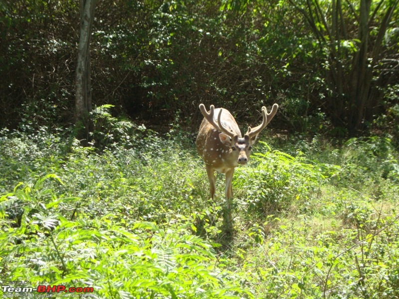 Trip to Highest point on nilgiris - My Weekend getaway 3-bandipura2.jpg