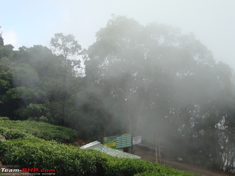 Trip to Highest point on nilgiris - My Weekend getaway 3-lambs-near-rock2.jpg