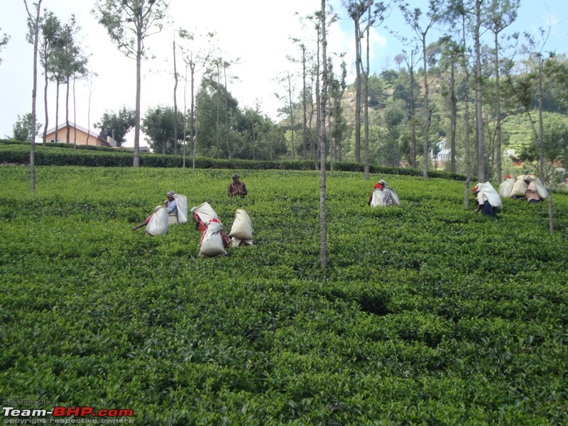 Trip to Highest point on nilgiris - My Weekend getaway 3-tea-estate-workers.jpg