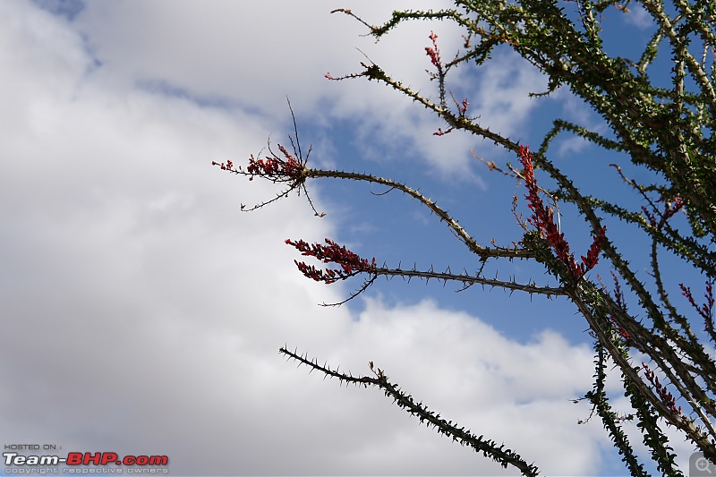 Weekend Trip to Joshua Tree National Park, Spring 2024-ocotillo-.jpg
