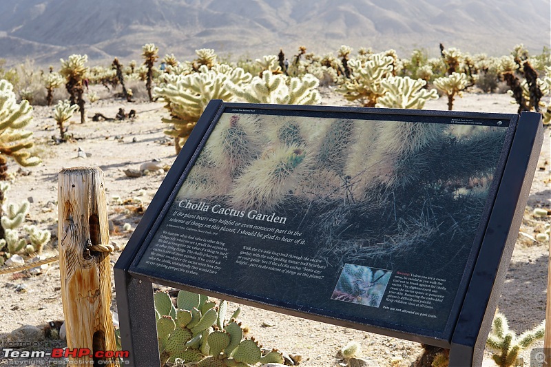Weekend Trip to Joshua Tree National Park, Spring 2024-cholla-cactus-sign.jpg