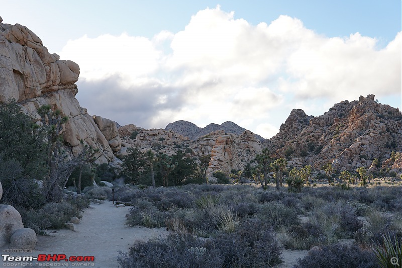 Weekend Trip to Joshua Tree National Park, Spring 2024-dsc08309squashed.jpg