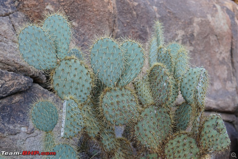 Weekend Trip to Joshua Tree National Park, Spring 2024-heart-shaped-cactus.jpg