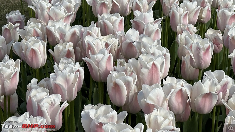 Skagit Valley Tulip Festival (2025 Edition), WA | Largest Tulips Festival in U.S.A!-img_5464.jpg