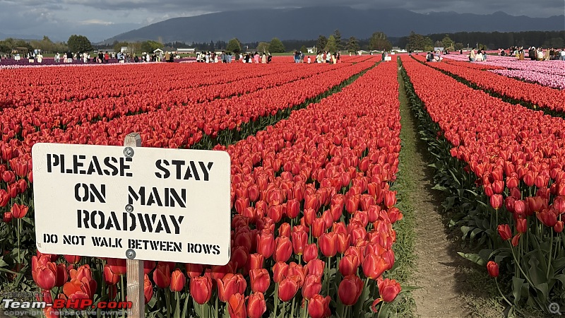 Skagit Valley Tulip Festival (2025 Edition), WA | Largest Tulips Festival in U.S.A!-img_3660.jpg