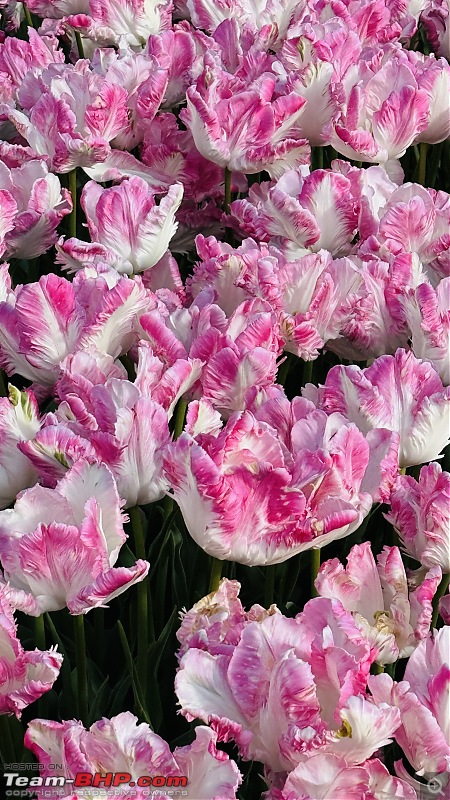 Skagit Valley Tulip Festival (2025 Edition), WA | Largest Tulips Festival in U.S.A!-img_5461.jpg