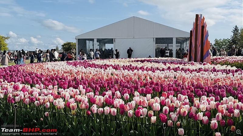 Skagit Valley Tulip Festival (2025 Edition), WA | Largest Tulips Festival in U.S.A!-img_5439.jpg