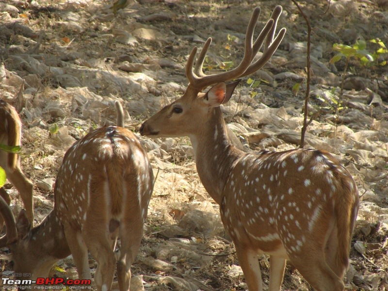 Bangalore - Gir-copy-dsc02018.jpg