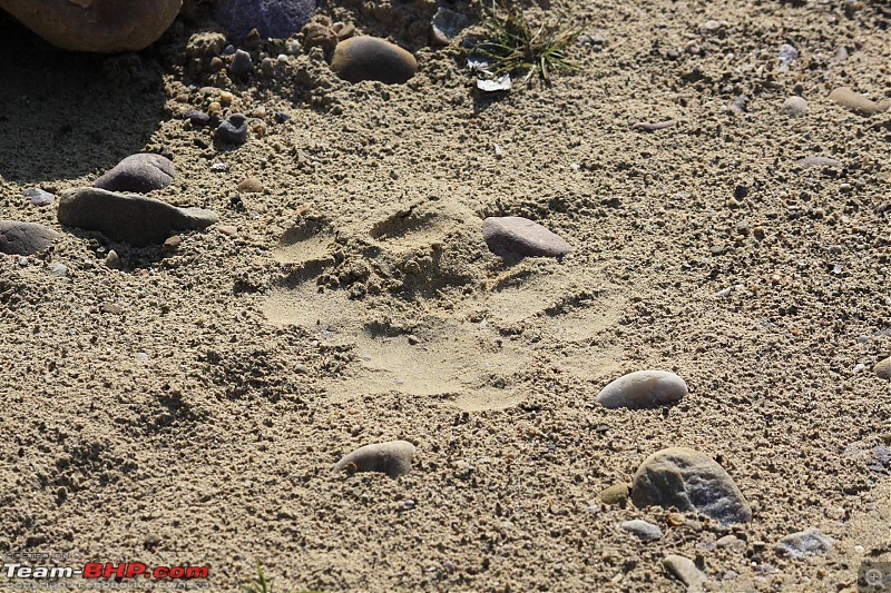 Trip to Corbett and Pangot. Did not spot the tiger though-_mg_6689.jpg