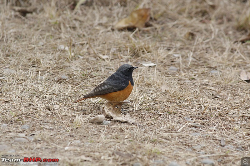 Trip to Corbett and Pangot. Did not spot the tiger though-_mg_6929.jpg