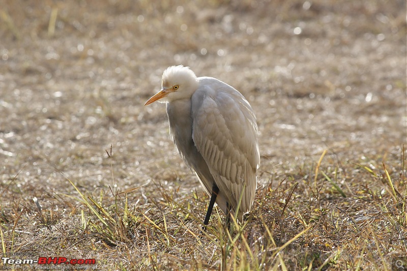 Trip to Corbett and Pangot. Did not spot the tiger though-_mg_6954.jpg