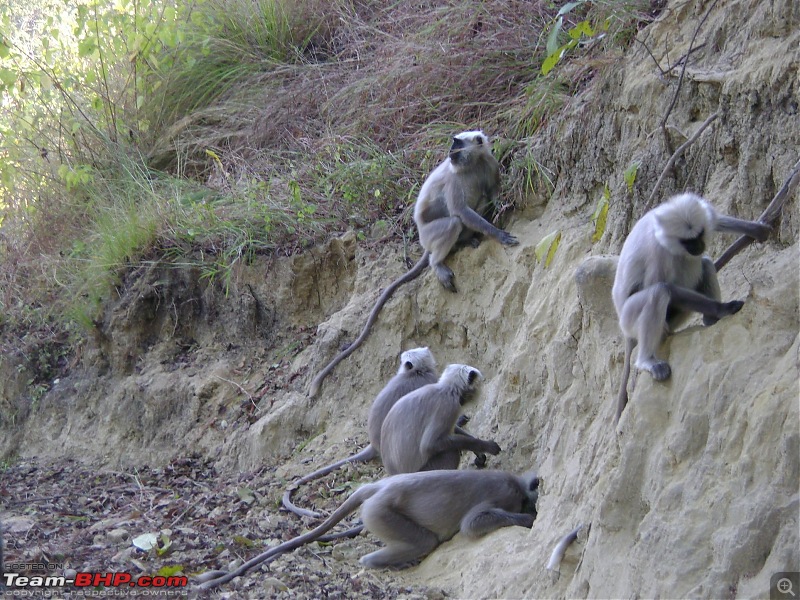 Trip to Corbett and Pangot. Did not spot the tiger though-corbett-nainital-243.jpg