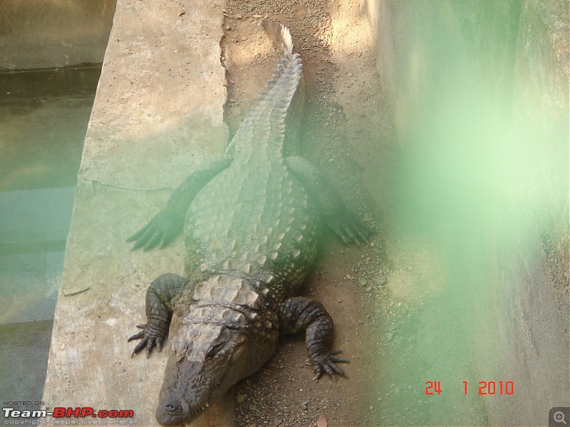The Lion, The Beach & The Shrine Eternal (Sasan Gir, Diu & Somnath)-crocodile2.jpg
