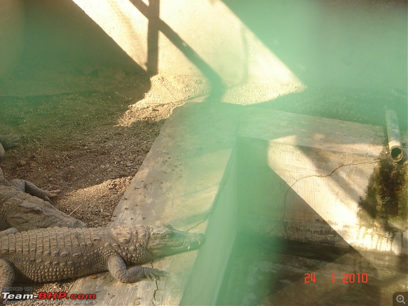 The Lion, The Beach & The Shrine Eternal (Sasan Gir, Diu & Somnath)-crocodiles.jpg