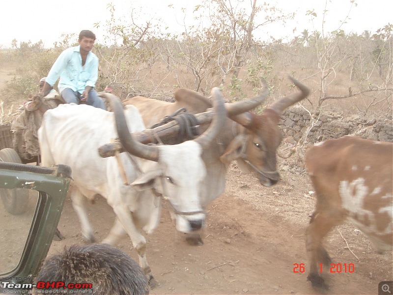 The Lion, The Beach & The Shrine Eternal (Sasan Gir, Diu & Somnath)-huge-bullock-horns.jpg