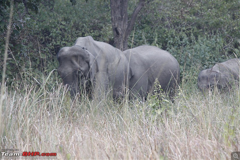 Trip to Corbett and Pangot. Did not spot the tiger though-_mg_6971.jpg