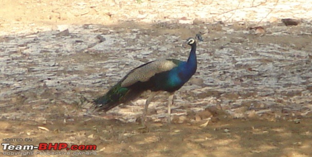 The Lion, The Beach & The Shrine Eternal (Sasan Gir, Diu & Somnath)-peacock.jpg