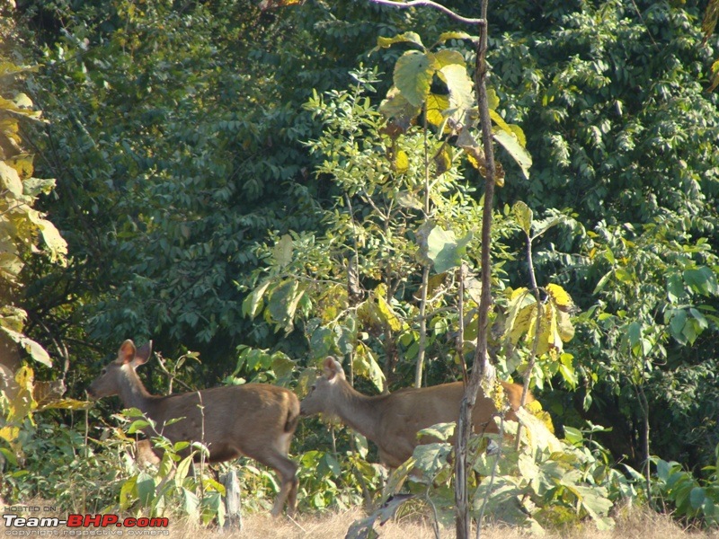 Bangalore - Gir-copy-dsc02142.jpg