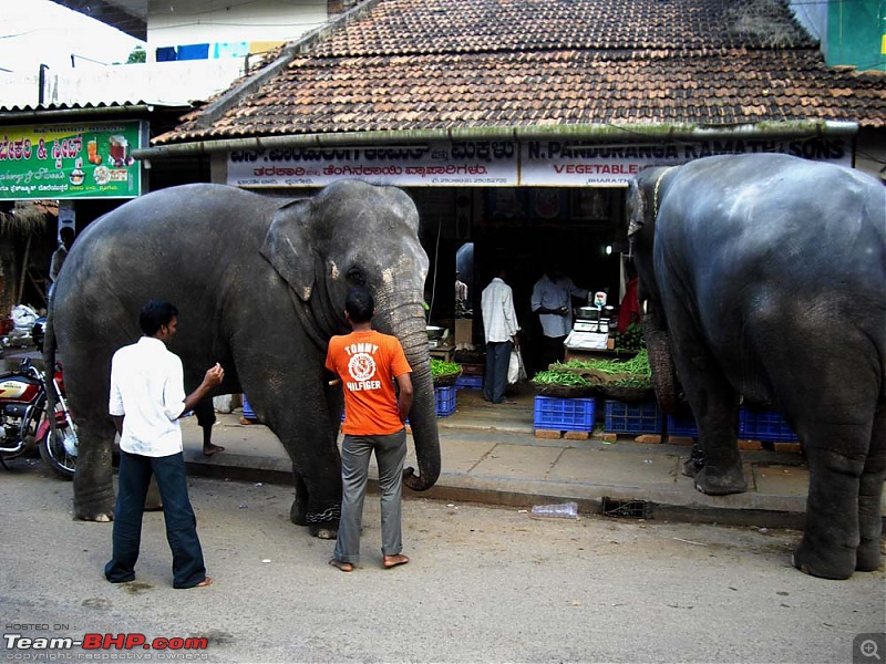 A trip close to heart - Pune to Tirunelveli-elephants-1.jpg