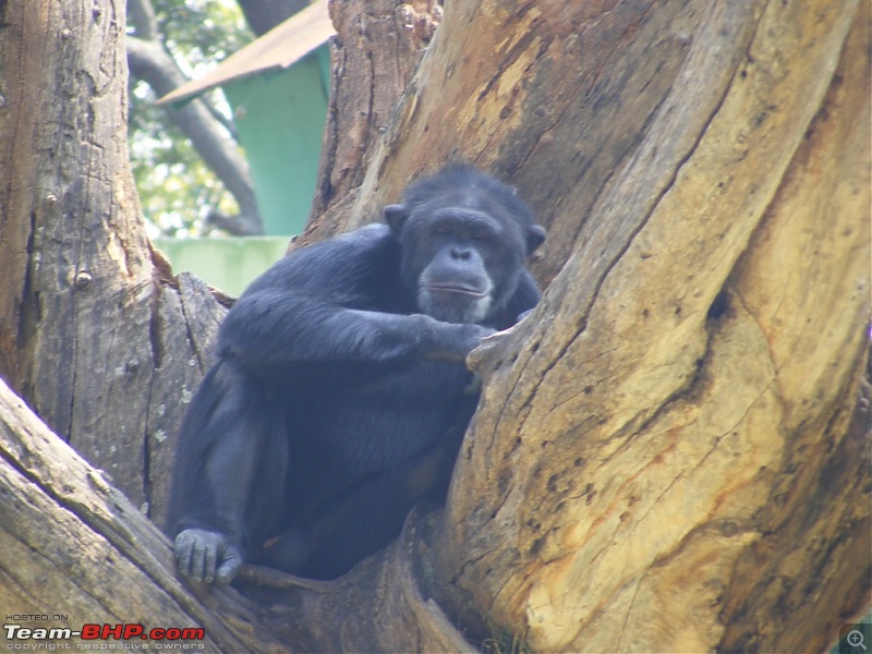 Story of a Vacation (:-))-mysore-zoo-11.jpg