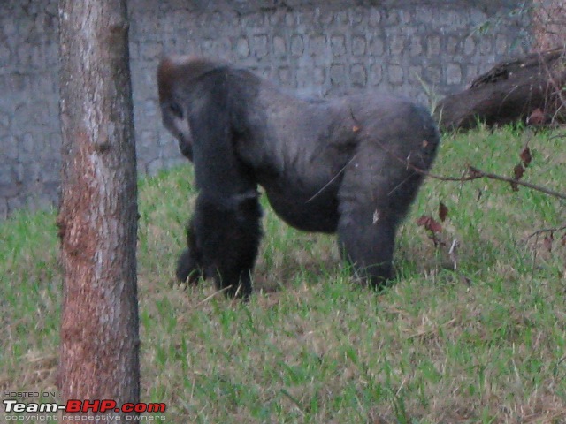 Story of a Vacation (:-))-mysore-zoo-12.jpg