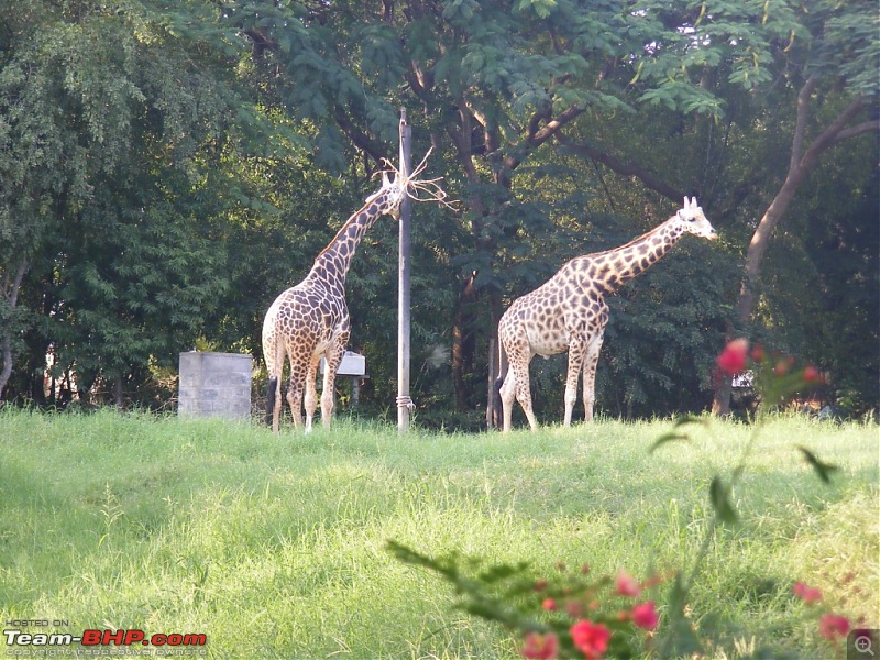 Story of a Vacation (:-))-mysore-zoo-18.jpg