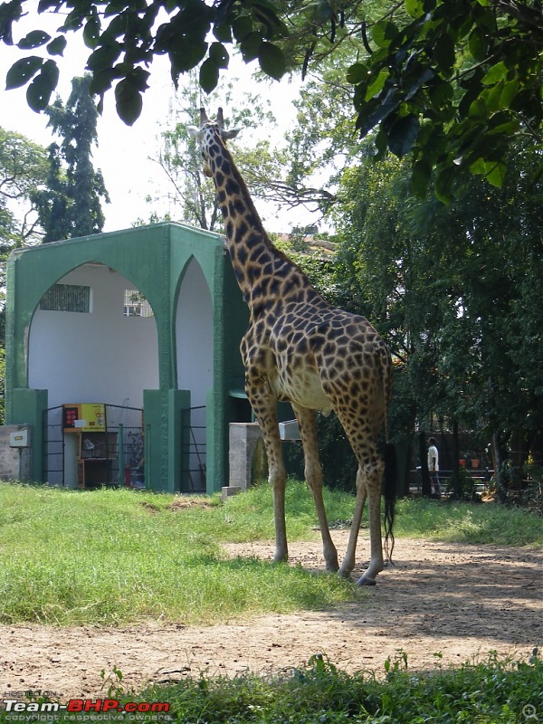 Story of a Vacation (:-))-mysore-zoo-19b.jpg